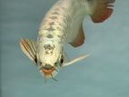 Malasiyan Golden Crossback Arowana