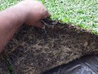 Malasiyan Grass Carpet