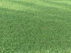Malasiyan Grass
