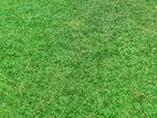 Malasiyan Grass - මැලේසියන් තණකොළ