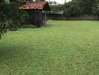 Malasiyn Carpet Grass
