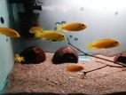 Malavi Fish