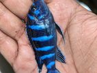 Malawi Cichlids