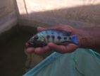 Malawi Fish