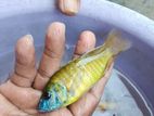 Malawi Fish