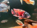 Malawi Fish