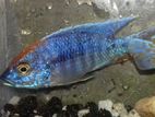 Malawi Fish