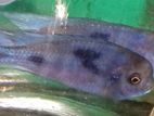 Malawi Fish