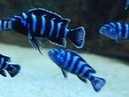 Malawi Fish