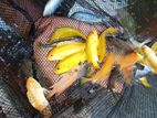 Malawi Fish