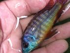 Malawi Fish
