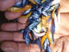 Malawi Guppy Fish