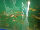 Malawi Fish