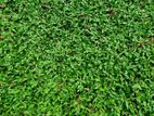 Australian Grass Carpet