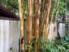 Malaysian Bamboo Tree