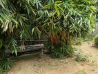 Malaysian Bamboo Tree