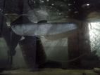 Silver Arowana