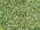 Malaysian Buffalo Grass