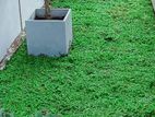 Malaysian Carpet grass