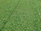 Malaysian Carpet Grass
