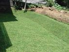 Malaysian Carpet Grass