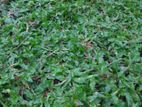 Malaysian Carpet grass