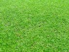 Malaysian Carpet Grass