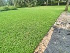 Malaysian Carpet Grass