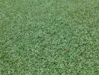 Malaysian Carpet Grass with Interlock Paving