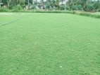 Malaysian Grass Carpet