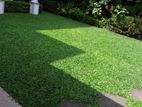 Malaysian Grass Carpet