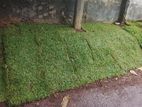 Malaysian Grass