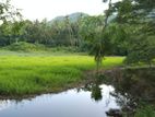 Malaysian Garden Grass Carpet