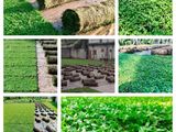 Malaysian Garden Grass Interlock Paving Landscaping