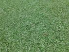Malaysian Garden Grass with Interlock Paving