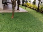 Malaysian Garden Grass