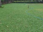 Malaysian Garden Grass with Paving