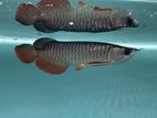 Malaysian Golden Premium HighBack Arowana