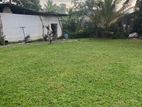 Malaysian Grass
