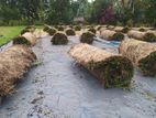 Malaysian Grass / Australian