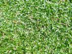 Malaysian Grass