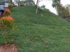 Malaysian Grass & Garden Landscaping Services