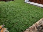 Malaysian Grass and Interlock Blocks