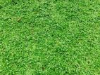 Malaysian Grass with Interlock Paving
