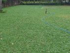 Malaysian Grass and Interlock Paving Landscaping Service