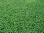 Malaysian Grass Carpet