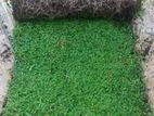Malaysian Grass Carpet