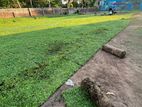 Malaysian Grass Carpet