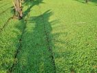 Malaysian Grass Carpet