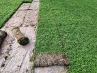 Malaysian Grass Carpet